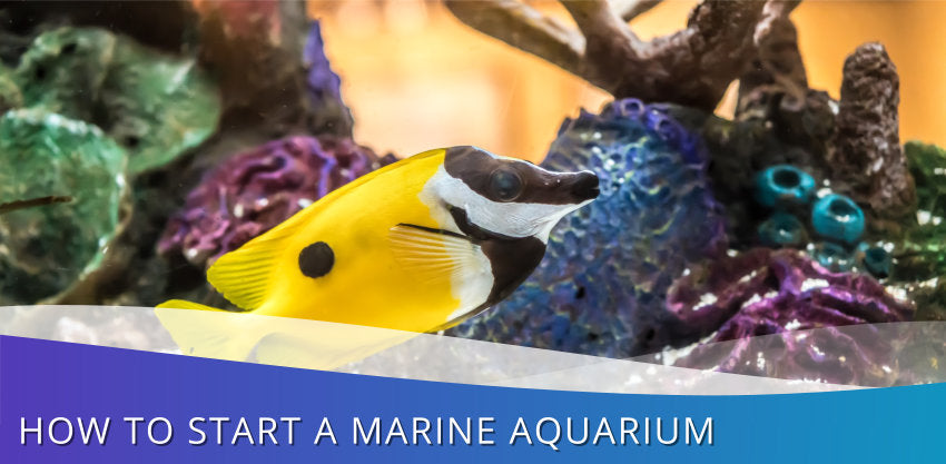 How To Start A Marine Aquarium