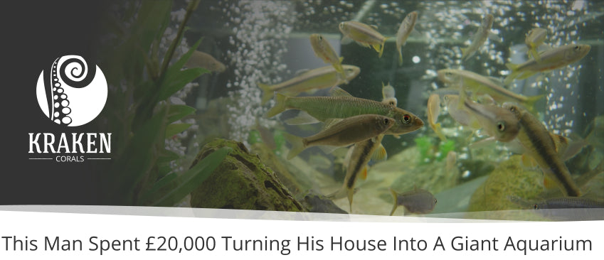 This Man Spent Â£20,000 Turning His House Into A Giant Aquarium