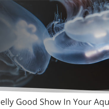 How To Put On A Jelly Good Show In Your Aquarium