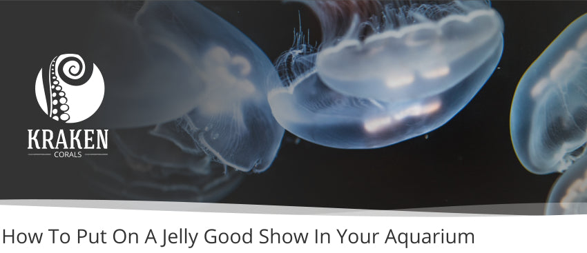How To Put On A Jelly Good Show In Your Aquarium