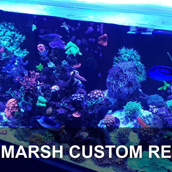 Featured Marine Aquarium: Karl Marsh