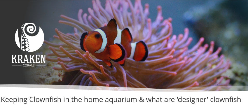 Keeping Clownfish in the home aquarium & what are 'designer' clownfish?