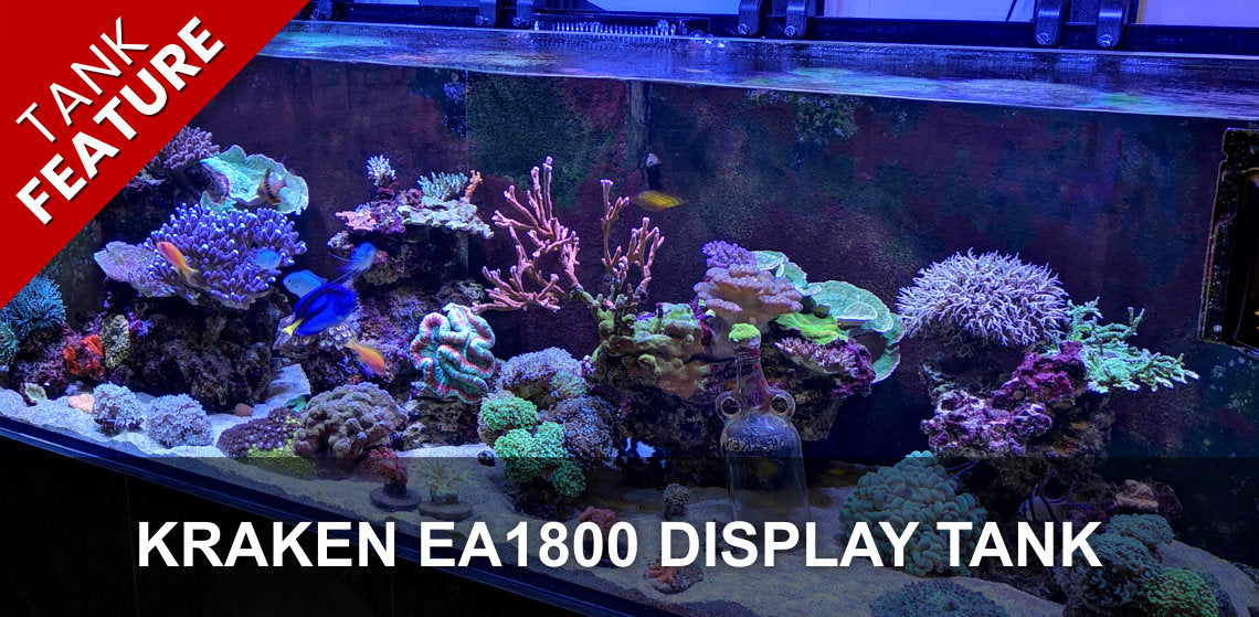Featured Tank: Kraken Entrance Display Feb 20