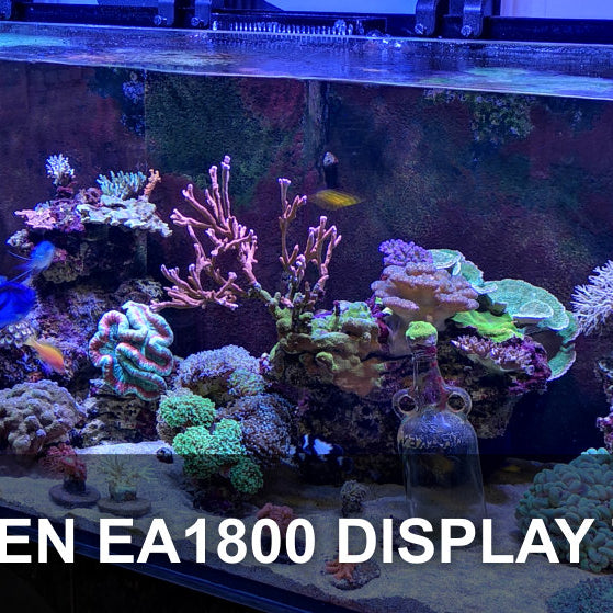 Featured Tank: Kraken Entrance Display Feb 20