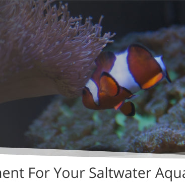 Important Equipment For Your Saltwater Aquarium