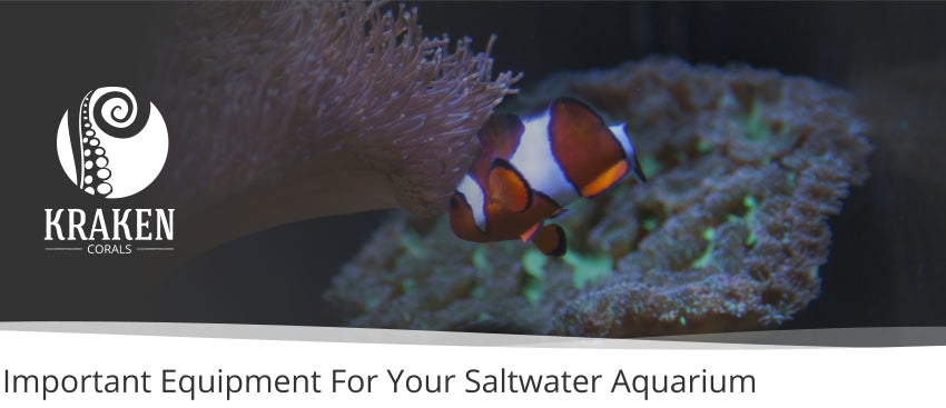 Important Equipment For Your Saltwater Aquarium
