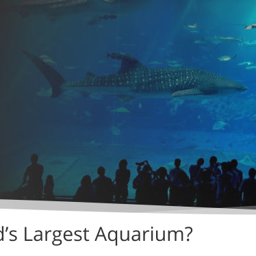 What Is The Worldâ€™s Largest Aquarium?