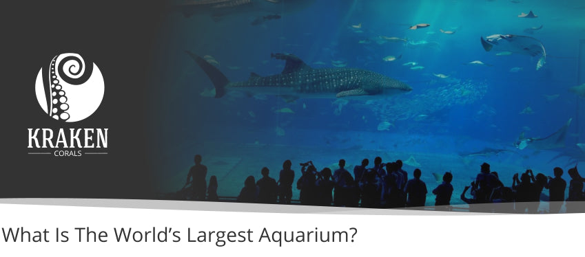 What Is The Worldâ€™s Largest Aquarium?