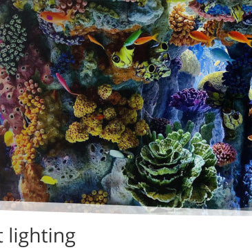Tips For Choosing The Right Lighting For A Marine Aquarium