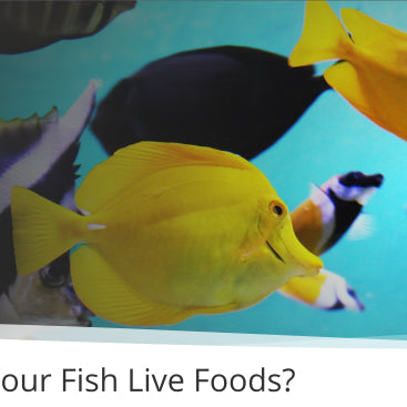 Should You Give Your Fish Live Foods?