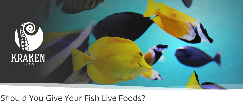 Should You Give Your Fish Live Foods?