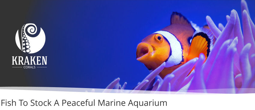 Fish To Stock A Peaceful Marine Aquarium