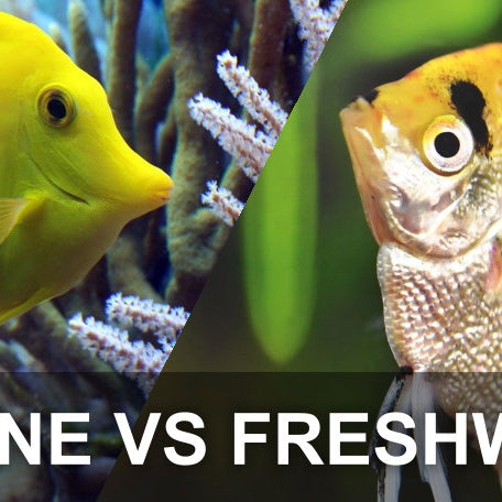 Saltwater Vs. Freshwater Aquariums: The Best Fish, Tank Setup, & Care For Your Home Aquarium