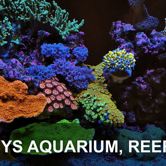 Featured Tank: Mogsys Aquarium