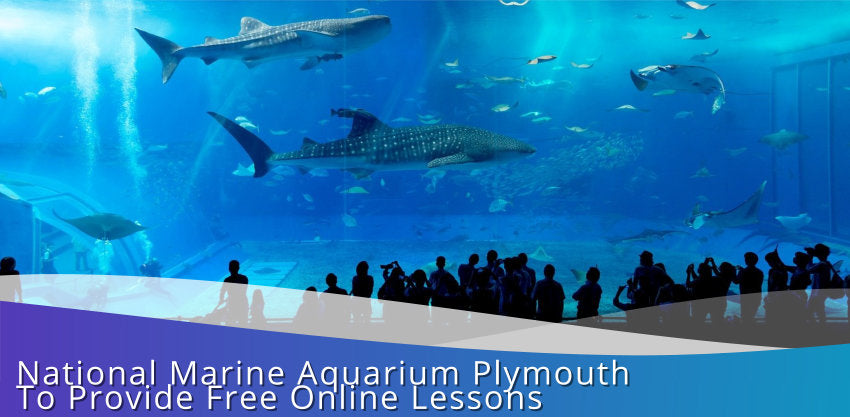 National Marine Aquarium Plymouth To Provide Free Online Lessons