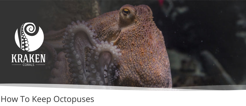 How To Keep Octopuses