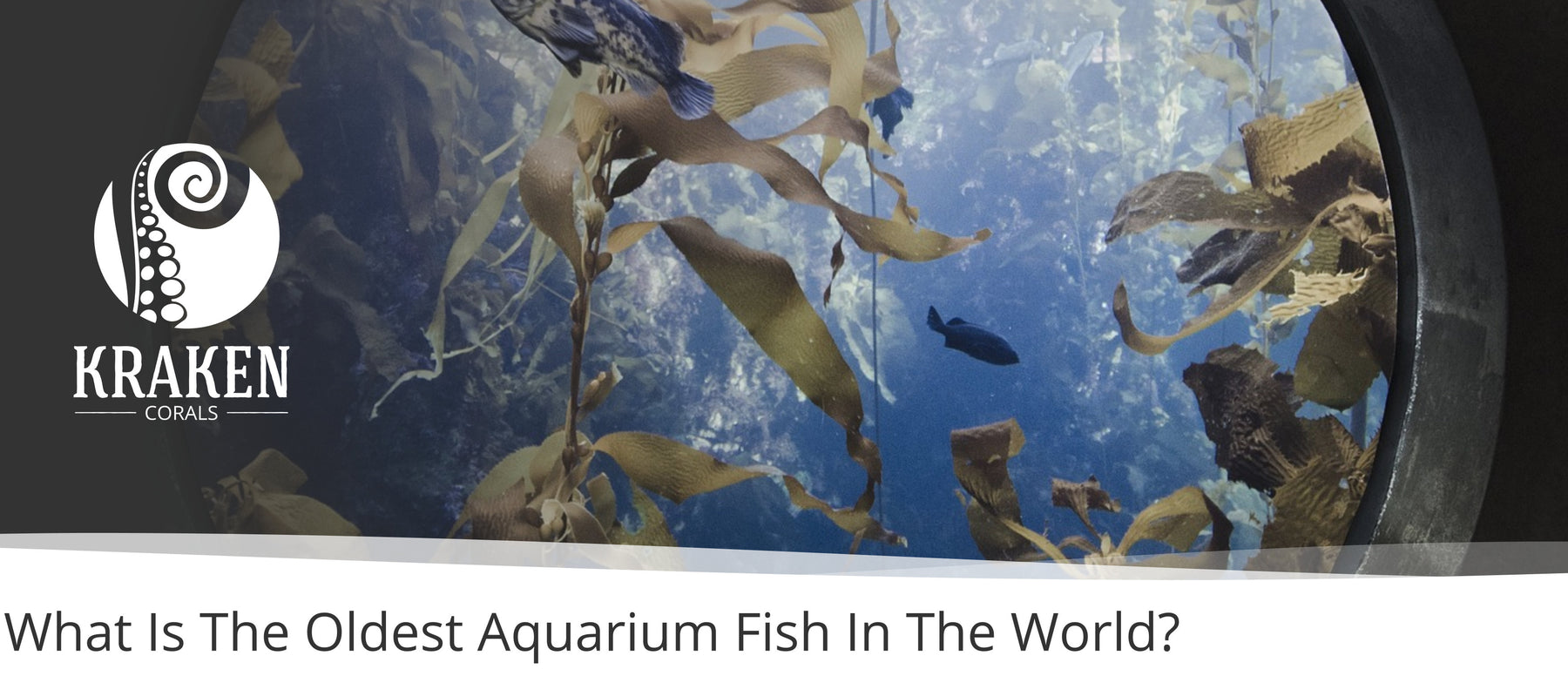 What Is The Oldest Aquarium Fish In The World?