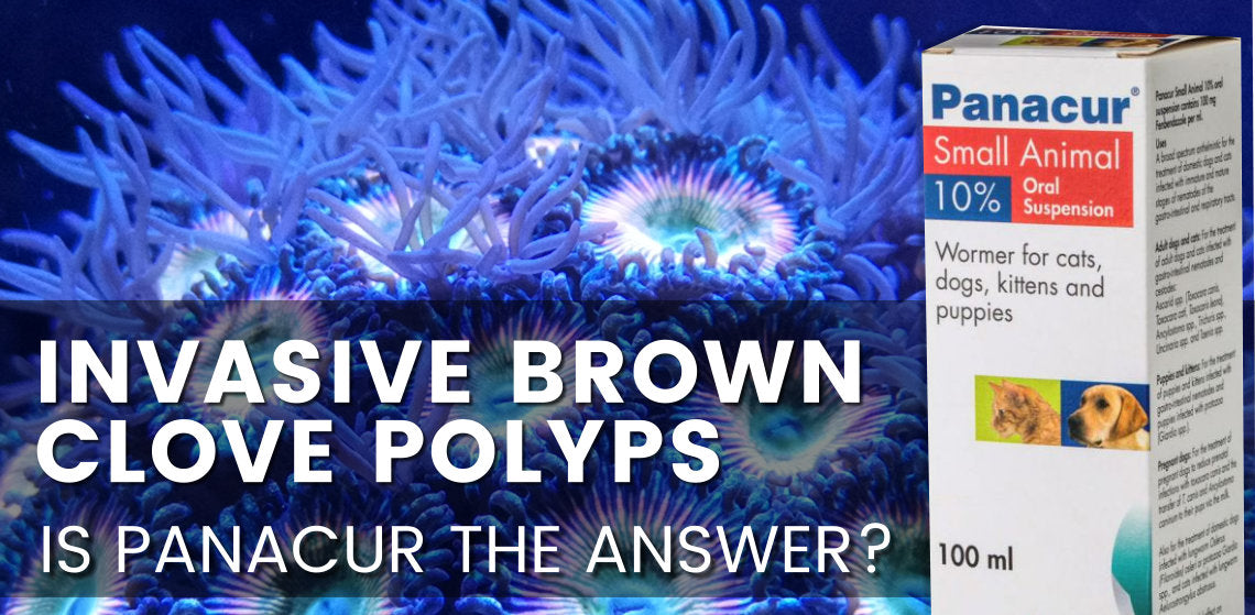 Brown Clove Polyps, Is Panacur the answer?