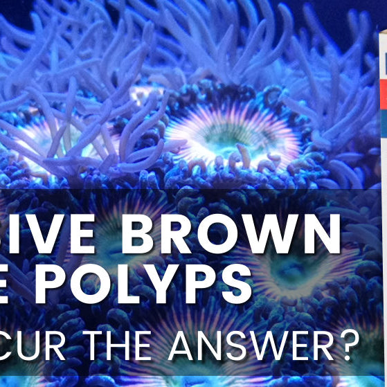 Brown Clove Polyps, Is Panacur the answer?