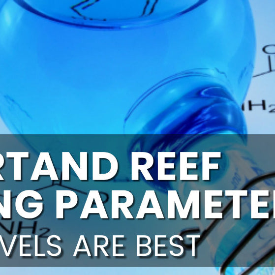 Important Reef Keeping Parameters
