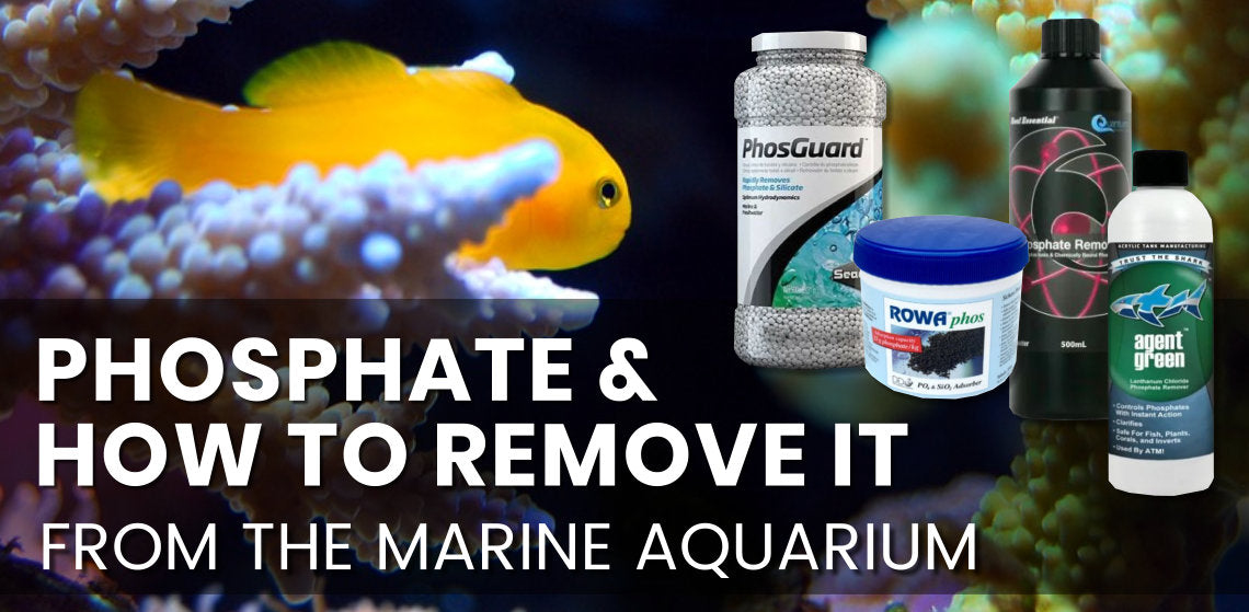 Phosphate, and how to remove it from the marine aquarium.