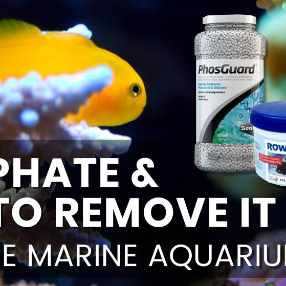 Phosphate, and how to remove it from the marine aquarium.