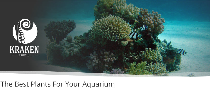 The Best Plants For Your Aquarium