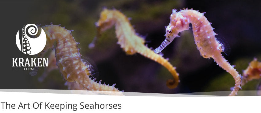 Equine Aquatics: The Art Of Keeping Seahorses