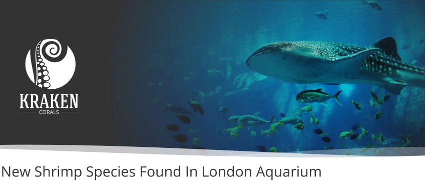 New Shrimp Species Found In London Aquarium
