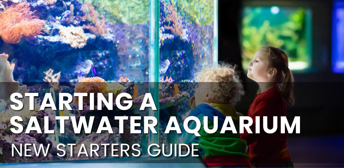 Starting a Saltwater Marine Aquarium