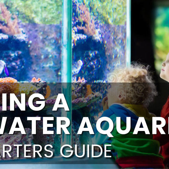 Starting a Saltwater Marine Aquarium
