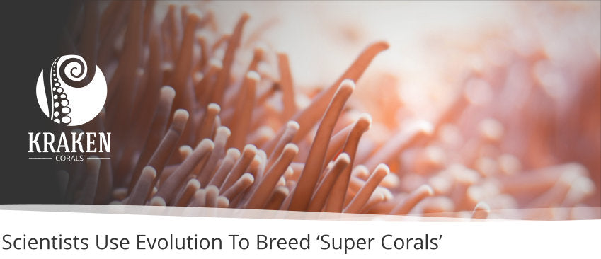 Scientists Use Evolution To Breed â€˜Super Coralsâ€™
