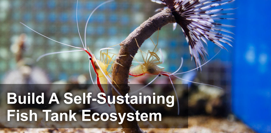 Before You Pick Fish For A Saltwater Aquarium, Build A Self-Sustaining Fish Tank Ecosystem