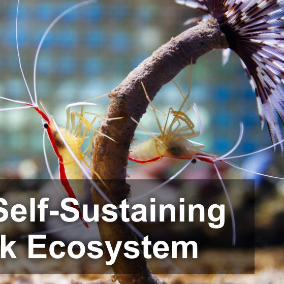 Before You Pick Fish For A Saltwater Aquarium, Build A Self-Sustaining Fish Tank Ecosystem