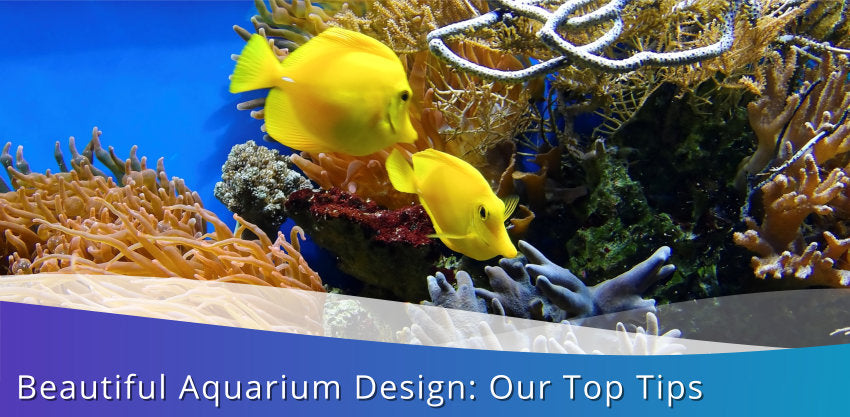 Beautiful Aquarium Design: Our Top Tips