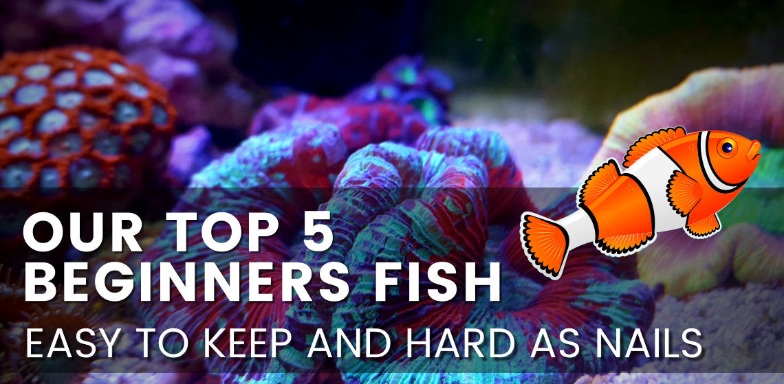 Top 5 Marine aquarium beginner fish.