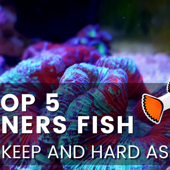 Top 5 Marine aquarium beginner fish.