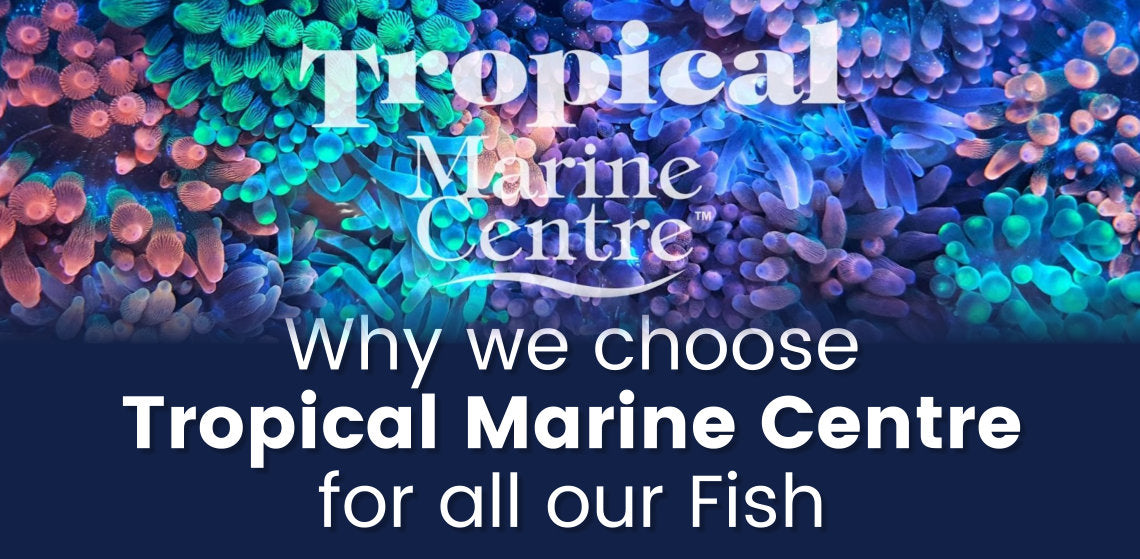 Why we choose Tropical Marine Centre for all our Fish