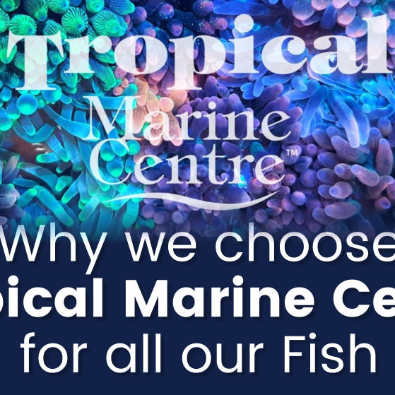 Why we choose Tropical Marine Centre for all our Fish