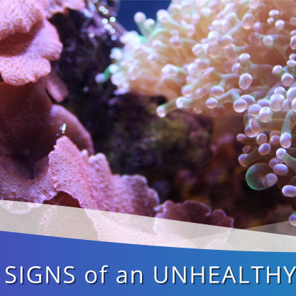 4 Warning Signs of an Unhealthy Aquarium