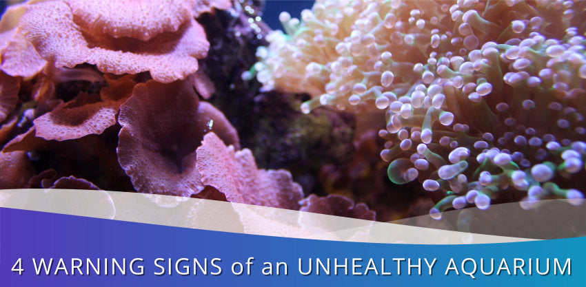 4 Warning Signs of an Unhealthy Aquarium