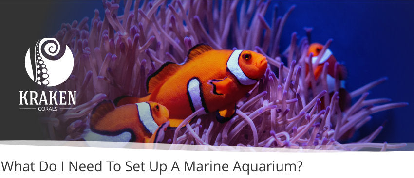 What Do I Need To Set Up A Marine Aquarium?