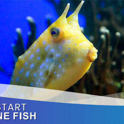 Where To Start With Marine Fish