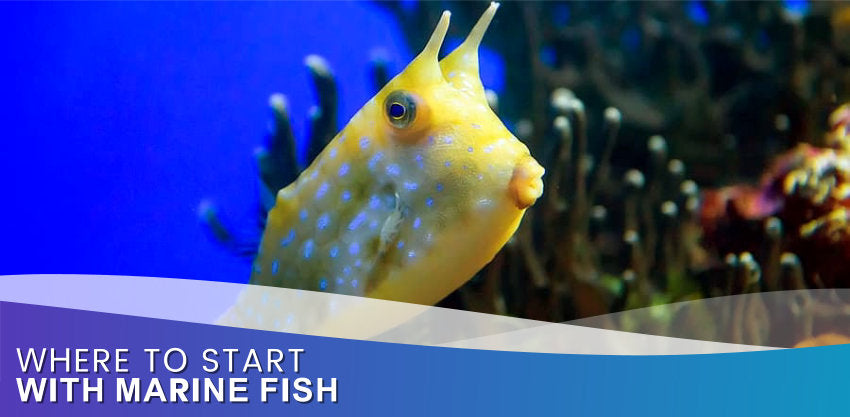 Where To Start With Marine Fish