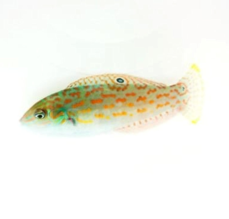 Timor Wrasse