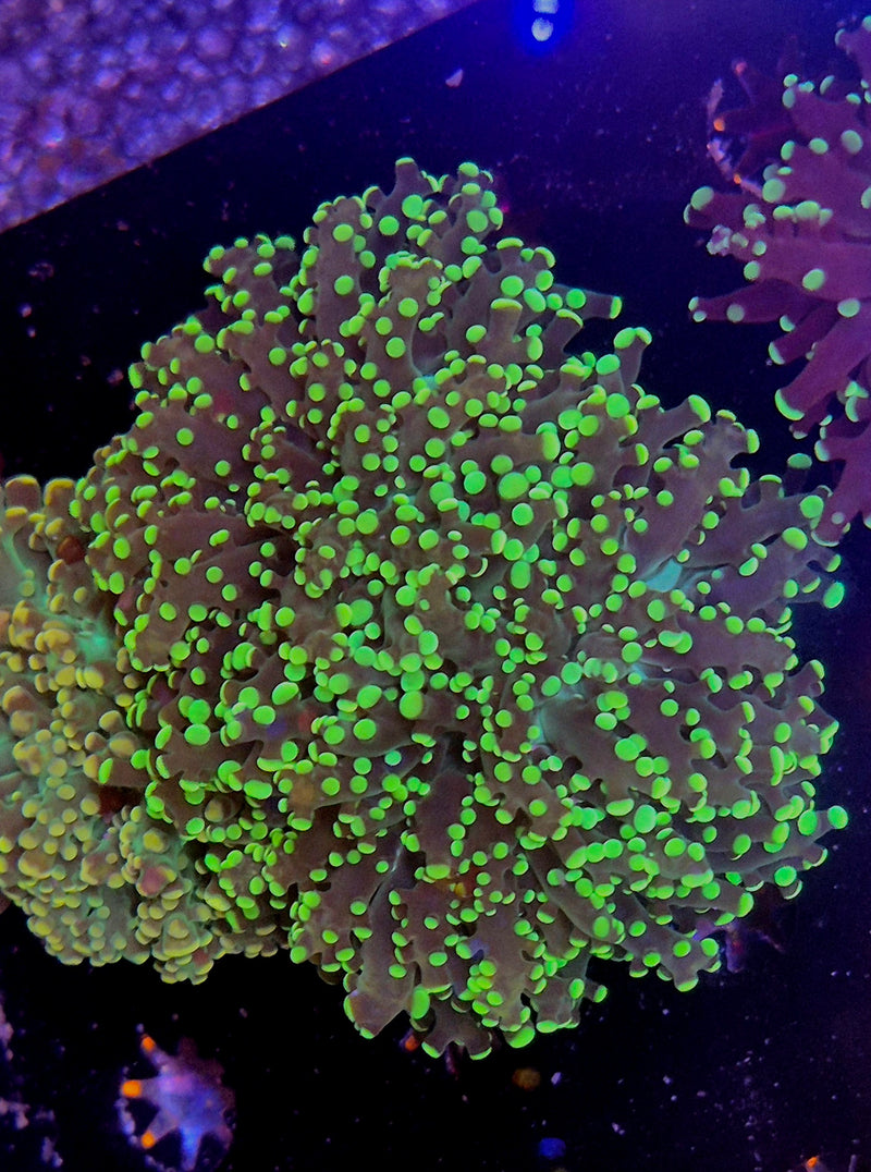 WYSIWYG Yellow Frogspawn - 080
