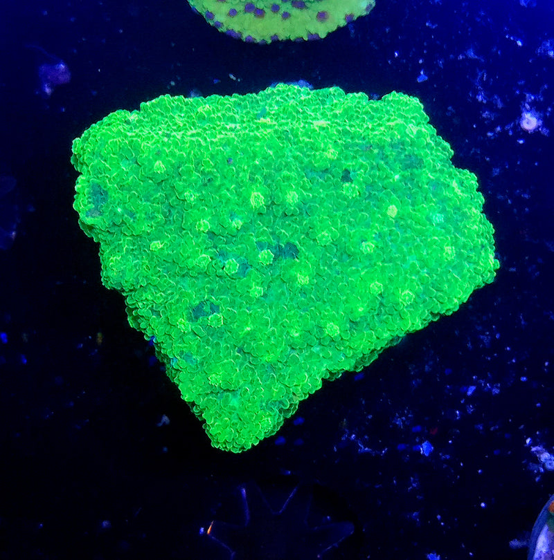 WYSIWYG Toxic Green Cyphastrea - 078