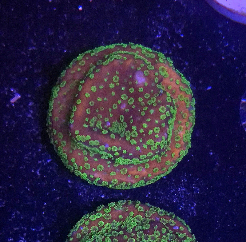 WYSIWYG Sunset Monti Frag - 070