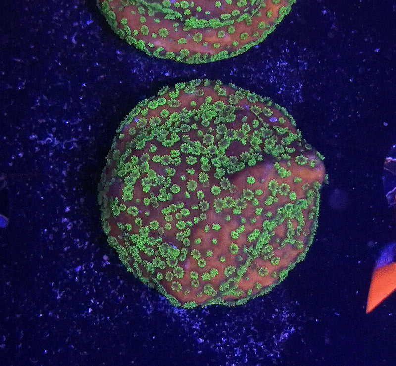 WYSIWYG Sunset Monti Frag - 071