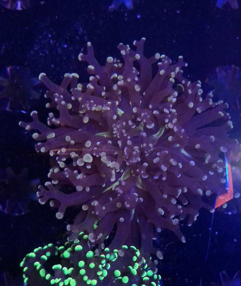 WYSIWYG Pink/Purple Frogspawn - 069
